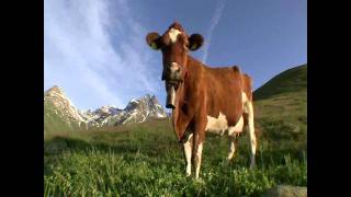 Cow bell official sound HD [upl. by Lanevuj]