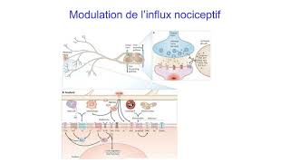 5 Modes daction des médicaments Lexemple des antalgiques [upl. by Melesa205]