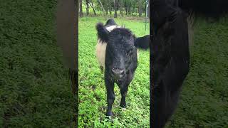 belted galloway cow [upl. by Mundford]