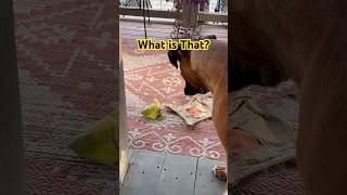 Dog Scared of a Leaf shorts funnyanimals dog boxerdog [upl. by Ewens]