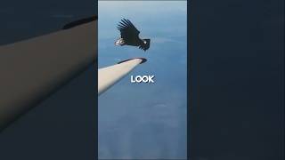 Why Eagles Fly Alongside Planes [upl. by Aeslek528]