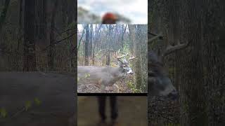 Day 19 of Shooting Every Day Until I Get My First Bow Buck shorts bowhunting whitetaildeer [upl. by Holli361]