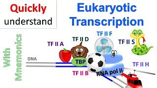 Eukaryotic Transcription [upl. by Errol]