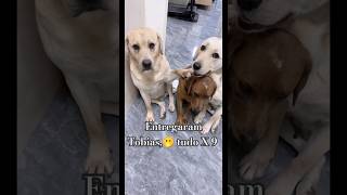 Amigos da onça 😂😂😂 labrador pets cachorros cães dogs dogshorts [upl. by Nahte662]