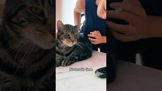 Diabetic Kitty getting his insulin 💉😻 diabetes [upl. by Alvin216]