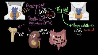 Parathyroid hormone amp calcitonin  Chemical coordination  Biology  Khan Academy [upl. by Staal]