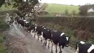 Cows walk to BarnTake me home country roads 2 [upl. by Mulloy403]