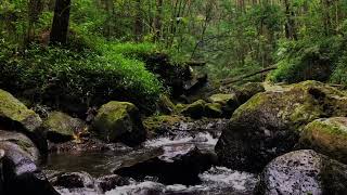 Peacefull Nature Sounds for Relaxing Gentle Stream Sounds in the Forest White Noise for Sleeping [upl. by Screens]