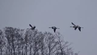 Common Cranes  Kraanvogels in de Onlanden [upl. by Burr]