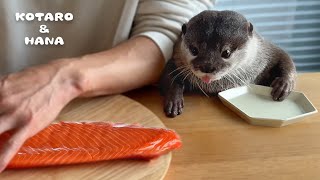 カワウソに巨大サーモンあげたら喜びすぎて大変なことに Otters Super Excited for Huge Salmon [upl. by Hodosh501]