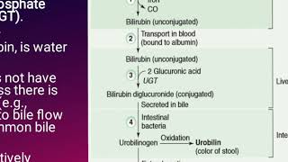 Biochemistry  Heme Degradation [upl. by Watanabe]