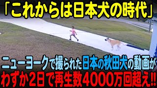 【海外の反応】「日本の犬は狂ってる！」日本の秋田犬がニューヨークの警察犬試験に落ちた後、起きた驚くべき出来事【ゆっくり解説】 [upl. by Siramaj651]