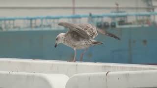 Herring Gull Larus argentatus Landtong Rozenburg ZH the Netherlands 19 Oct 2024 76 [upl. by Mendelson617]