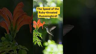 Did You Know The Speed of the RubyThroated Hummingbird 🐦✨ [upl. by Dlanor]