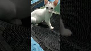 Their reaction to New play tent 😊cat catvideos catlover yourcat funnyanimal kitten [upl. by Shira]