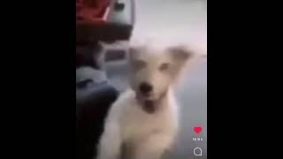 Dog laughing meme [upl. by Odoric661]