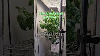 Make Basil Plants Last Forever herbs indoorgardening clone plants hydroponics lifehacks easy [upl. by Bryan865]