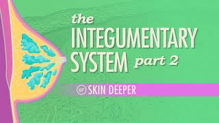 The Integumentary System Part 2  Skin Deeper Crash Course Anatomy amp Physiology 7 [upl. by Ahsita]