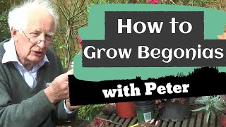 How to Grow Begonias  Gardening Ideas  Peter Seabrook [upl. by Dahl]