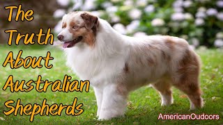 The Truth About Australian Shepherds Updated [upl. by Eeram]