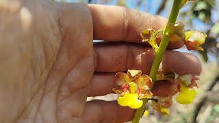 Cyrtopodium e oncidium 🥰meu cerrado orquídeas natureza [upl. by Ashmead]