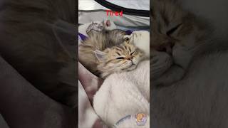 🐾 Cant Fight the Feeling These Sleepy Cats and Kittens Will Make You Yawn [upl. by Adimra813]