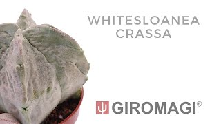 Whitesloanea crassa [upl. by Zeidman74]