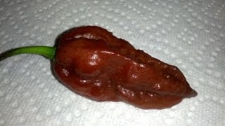 The quotChocolate Bhut Jolokiaquot Pod Review grown by Ed Currie PuckerButt Pepper Company [upl. by Anitsihc180]