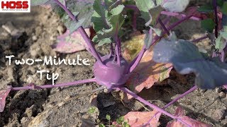 How to Grow Delicious Purple and White Kohlrabi [upl. by Woodford639]