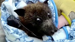 Rescuing a flyingfox who was on the road this is Leonie [upl. by Olumor943]