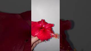 hibiscus flower 🌺hibiscusflowerplant trendingplants ytshorts viralshort trendingshortsflowers [upl. by Rikahs]