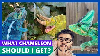 Chameleon Species Showdown Find Your Ideal Pet [upl. by Kelwunn]