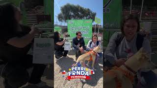 ¡EVENTO ANIMAL Ayudemos a buscarle un familia responsable a “Perla” [upl. by Mosby]