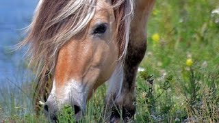 LE CHEVAL FJORD  LES ORIGINES ET LES CARACTÉRISTIQUES [upl. by Irehc739]