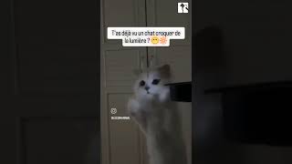 Venez vous abonner a mon compte sur Tiktok  quotisisetzeus chats persans quot👍😻😺tiktok vidéoanimaux [upl. by Naziaf432]