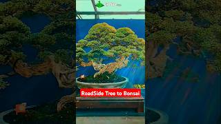 Turn Road Side Plant to Bonsai Tree  Bonsai Plant [upl. by Sundin]