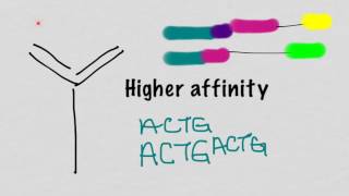 Somatic Hypermutation And Affinity Maturation [upl. by Kippar]