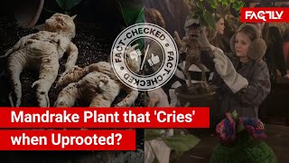 FACT CHECK Viral Videos Show Mandrake Plant that Emits Fatal Crying Sound when Uprooted [upl. by Ettie]