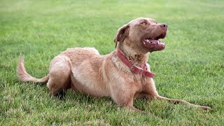 Chesapeake Bay Retrievers Protecting Wetlands amp Preserving History [upl. by Rehpinnej]