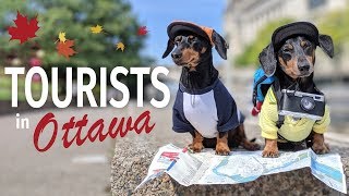 Ep 2 Crusoe amp Oakley are TOURISTS in Ottawa  Cute amp Funny Dog Travel Video [upl. by Yelhak]