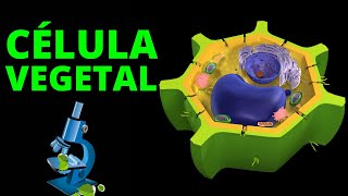 La CÉLULA VEGETAL explicada sus organelos características y funcionamiento🔬 [upl. by Nelrah420]