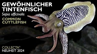 Collecta ® Gewöhnlicher Tintenfisch  Sepia officinalis  Common Cuttlefish  2024 Review [upl. by Yerdna]