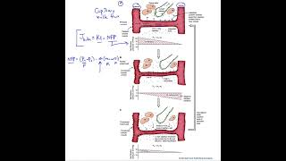 Mechanisms of capillary exchange transcytosis amp bulk flow [upl. by Telrats990]