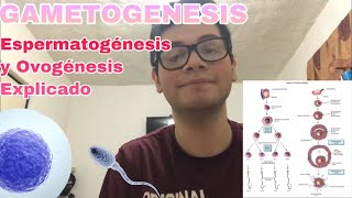 GAMETOGENESIS  Espermatogénesis y Ovogénesis Explicadas [upl. by Slein835]