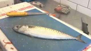 A Guide To Filleting Mackerel [upl. by Halik]