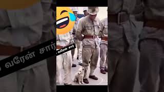 நானும் தான் போஸ் கொடுப்பேன் 💕💕🌹 dog lover  Street dog comedy [upl. by Odrautse694]