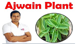 ajwain plant or trachyspermum ammi [upl. by Aya]