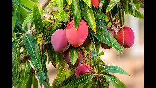 Why Miyazaki Mangoes Are So Expensive  So Expensive Food  Miyazaki Mango  মিয়াযাকি আম কি [upl. by Inirt]