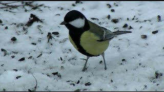 Stand und Zugvögel — Vogelkunde – Sachunterricht – Grundschule [upl. by Zurek]