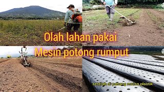 mesin potong rumputolah lahan semak sampai pasang mulsa plastik [upl. by Bove945]